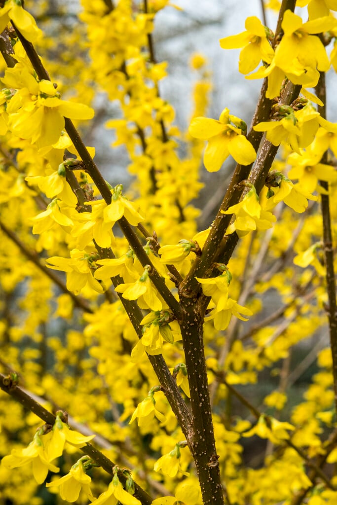 forsythia 'Lynwood Variety'