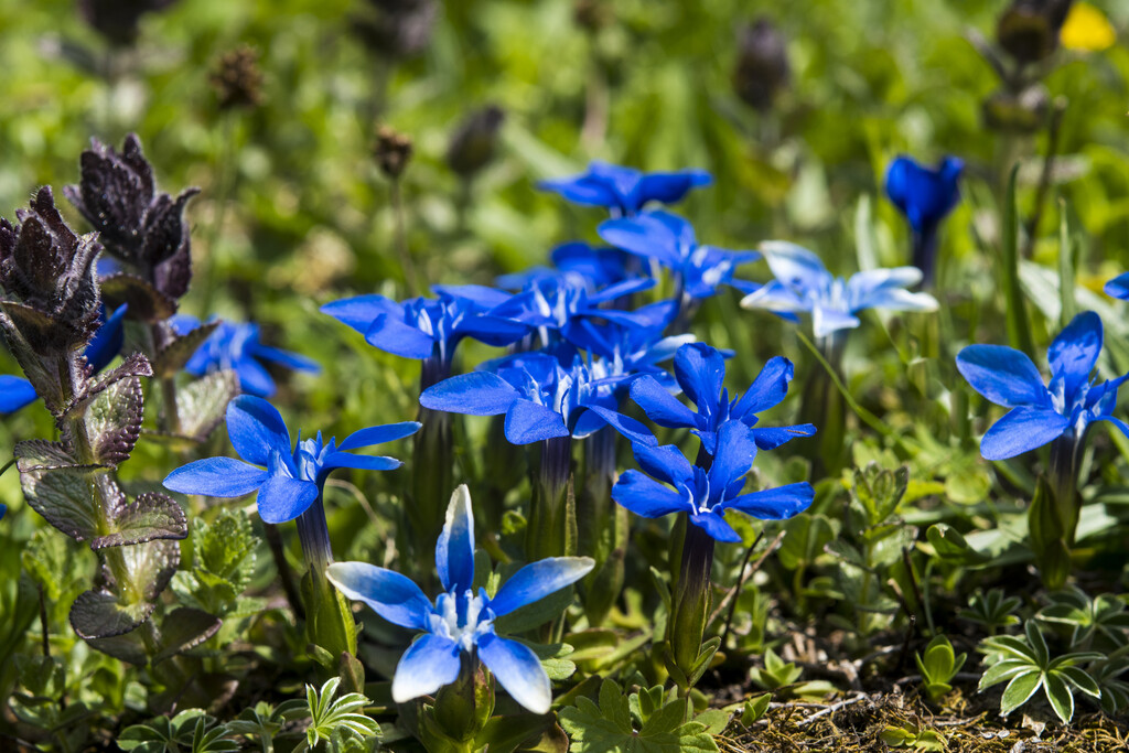 spring gentian