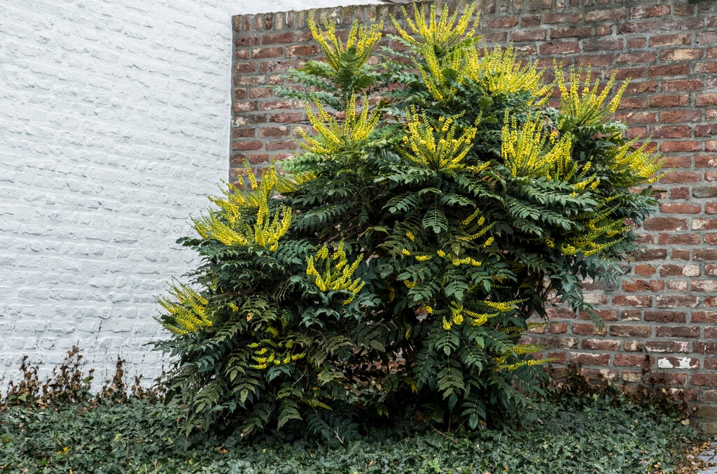 Japanese mahonia