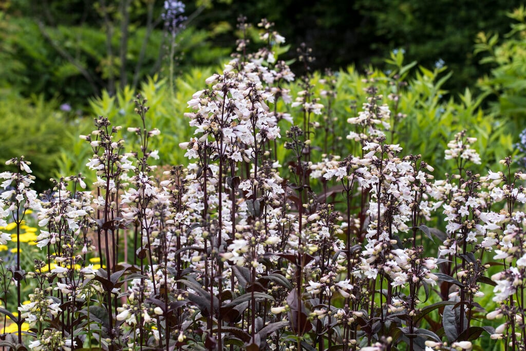 penstemon 'Husker Red'