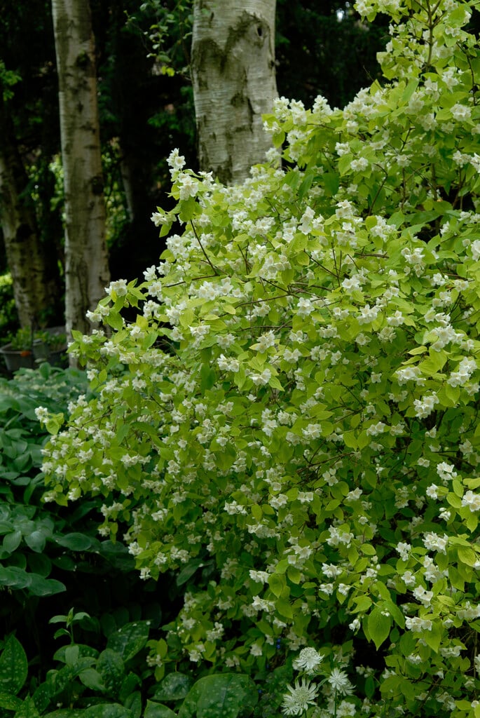 mock orange 'Aureus'