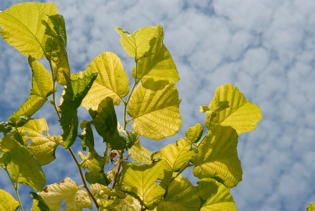 hazel 'Aurea'