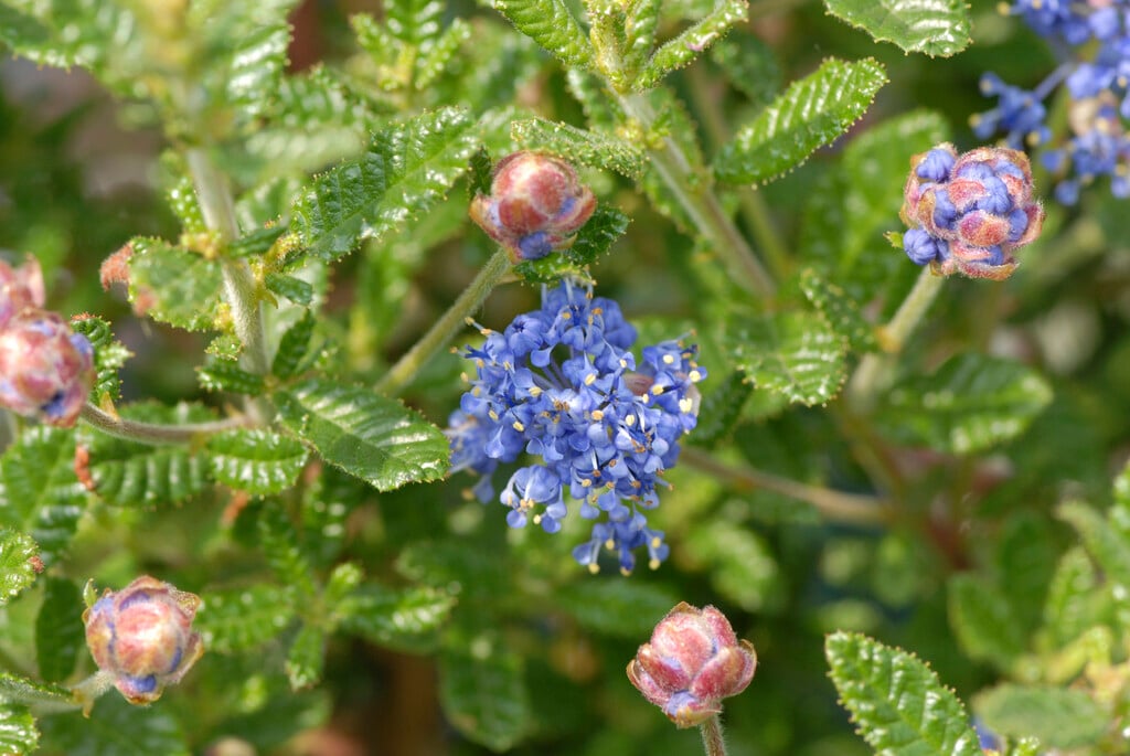 Californian lilac 'Puget Blue'