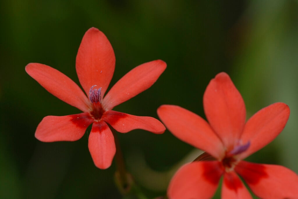 flowering grass