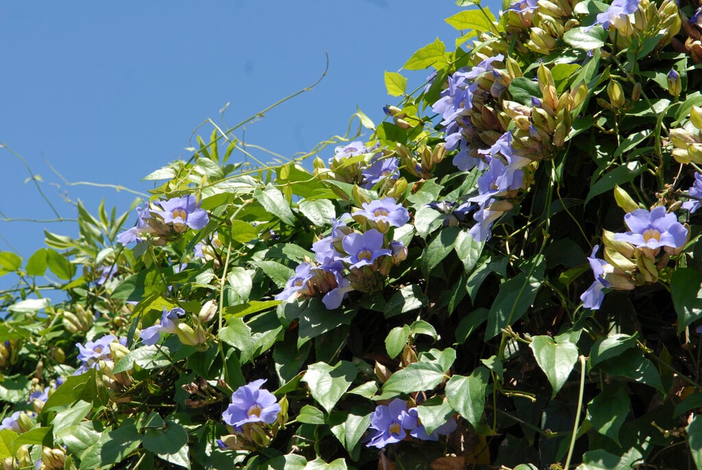 blue trumpet vine