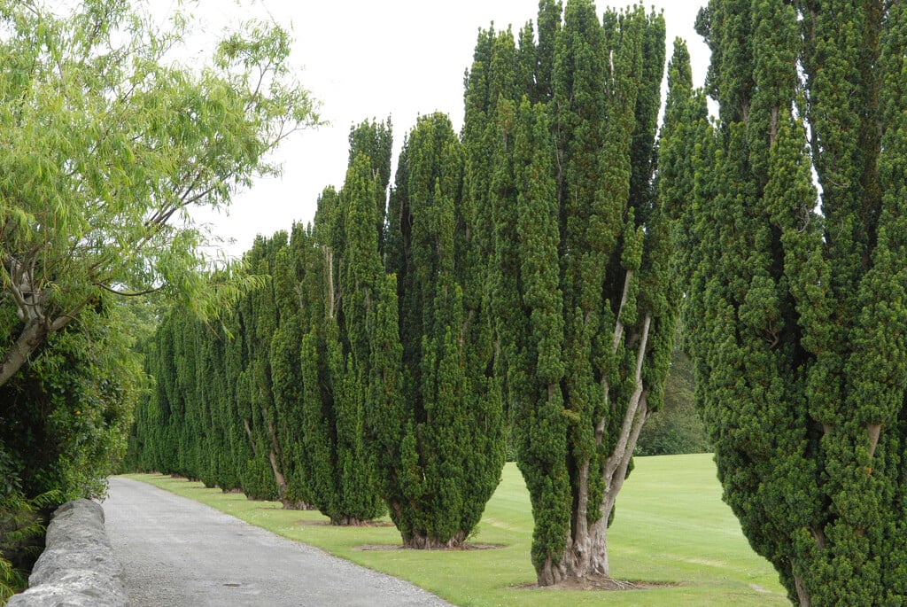 Irish yew