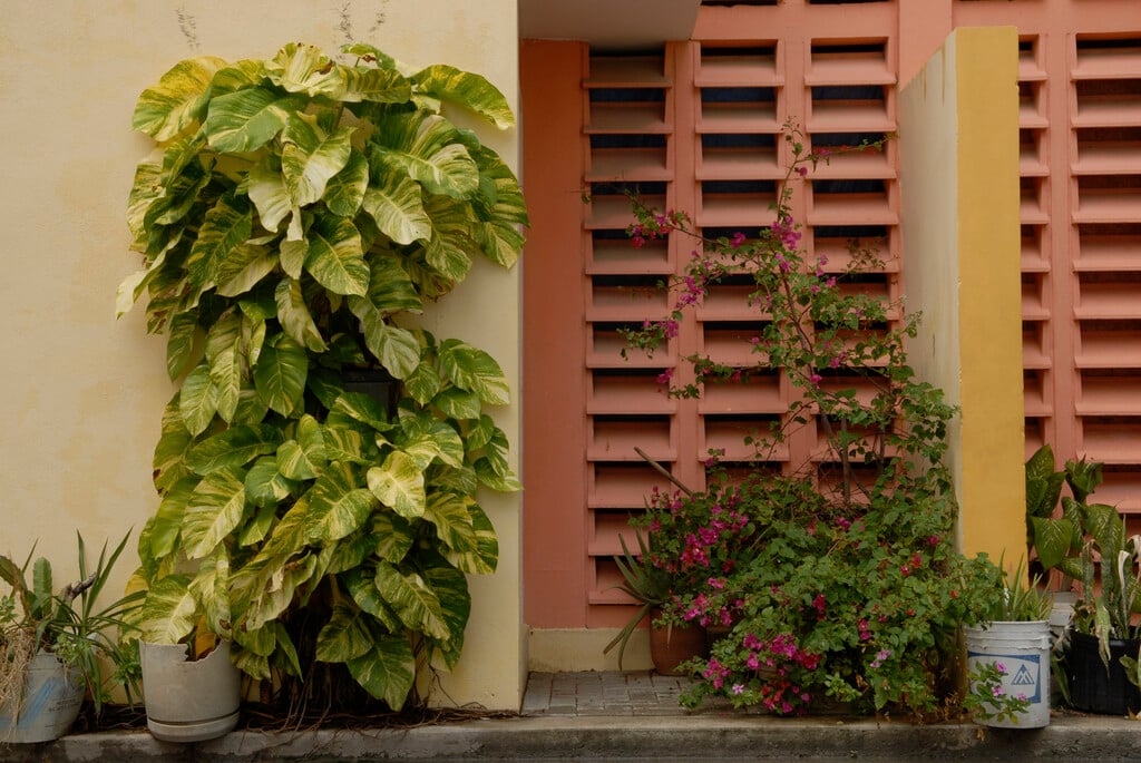 money plant