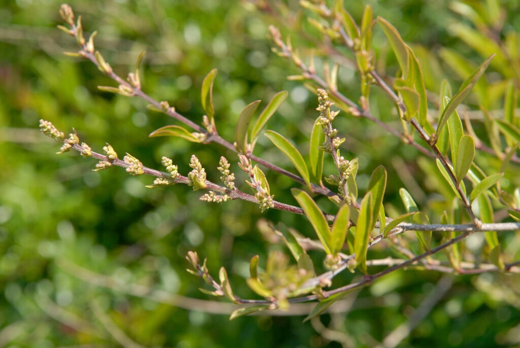 lilac-flowered honeysuckle