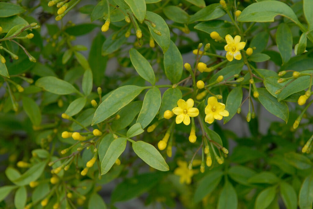 Italian jasmine 'Revolutum'