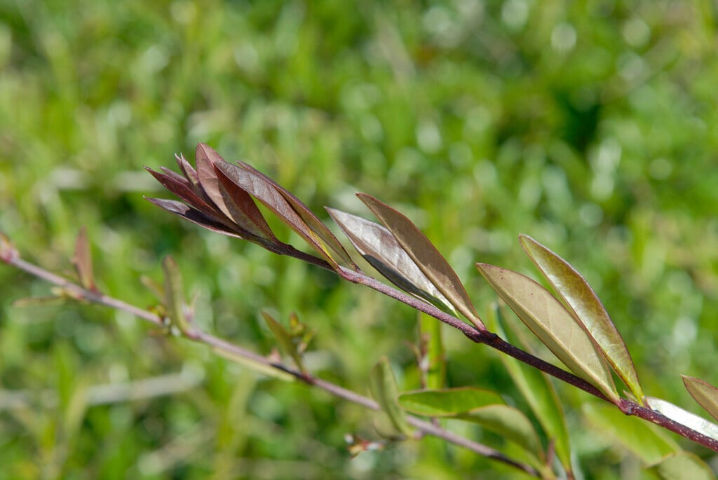 lilac-flowered honeysuckle
