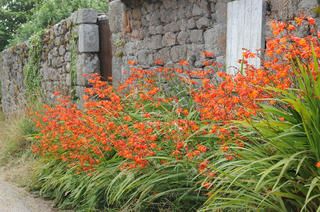 giant montbretia