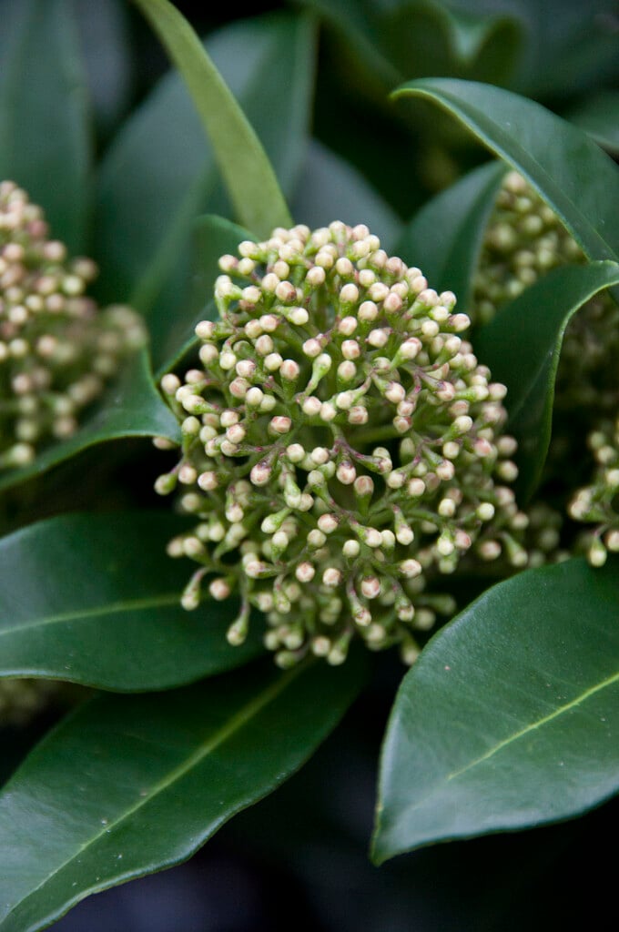 skimmia 'Fragrans'