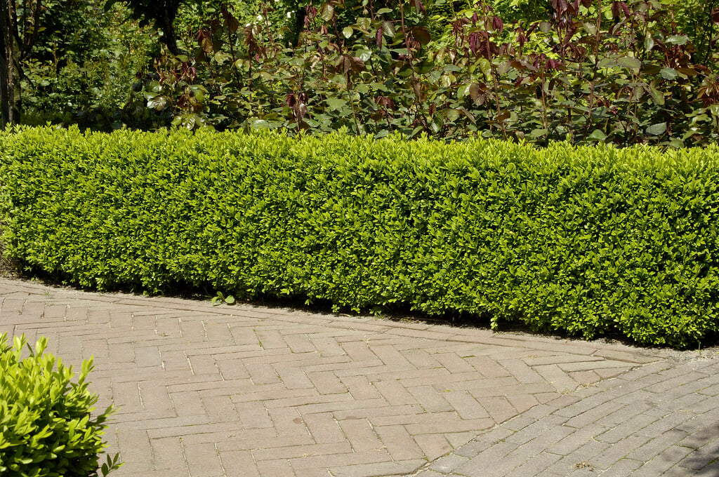 box 'Suffruticosa'