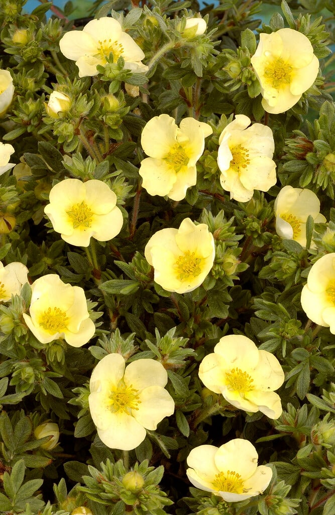 shrubby cinquefoil 'Primrose Beauty'