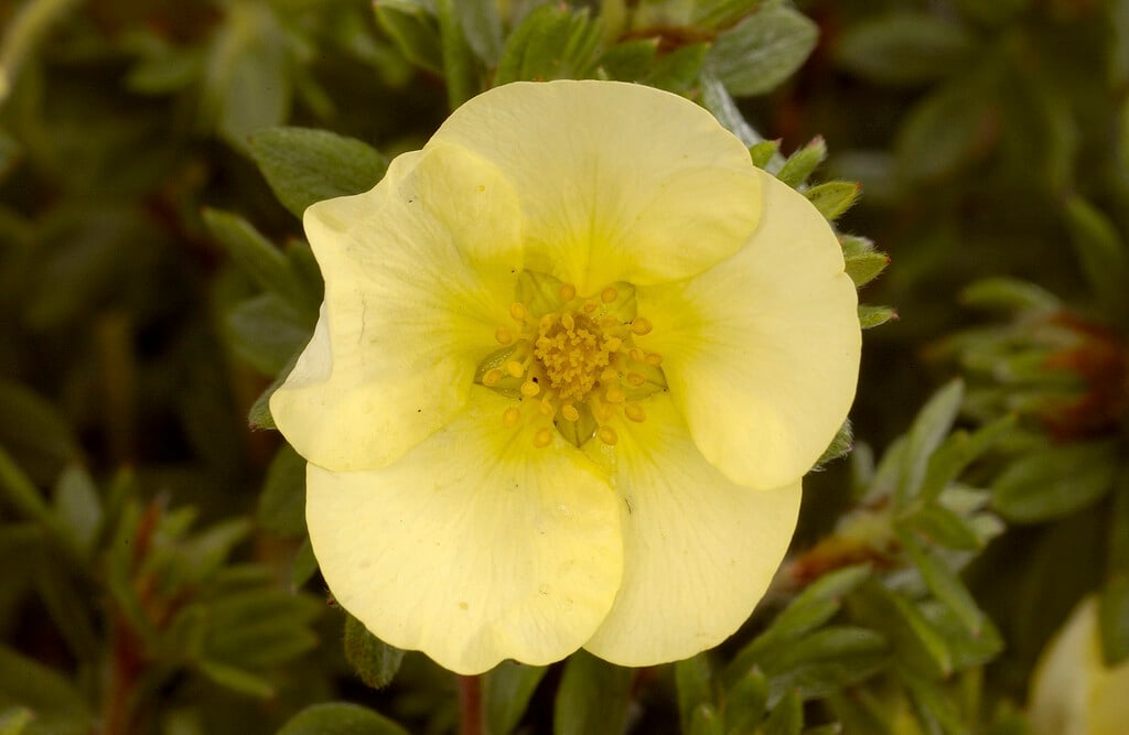 shrubby cinquefoil 'Primrose Beauty'