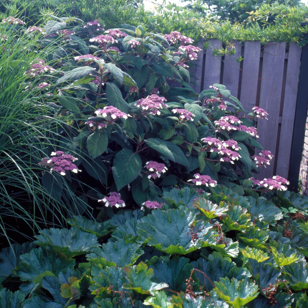hydrangea Villosa Group