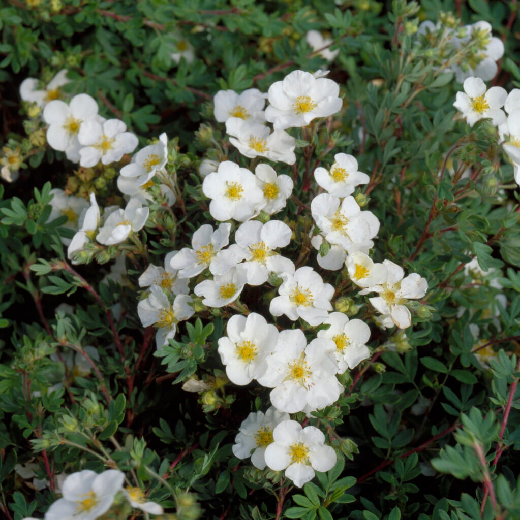 shrubby cinquefoil 'Abbotswood'