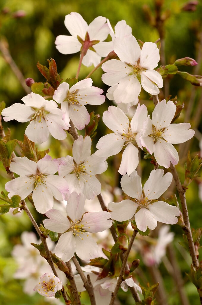 cherry 'Lotte'