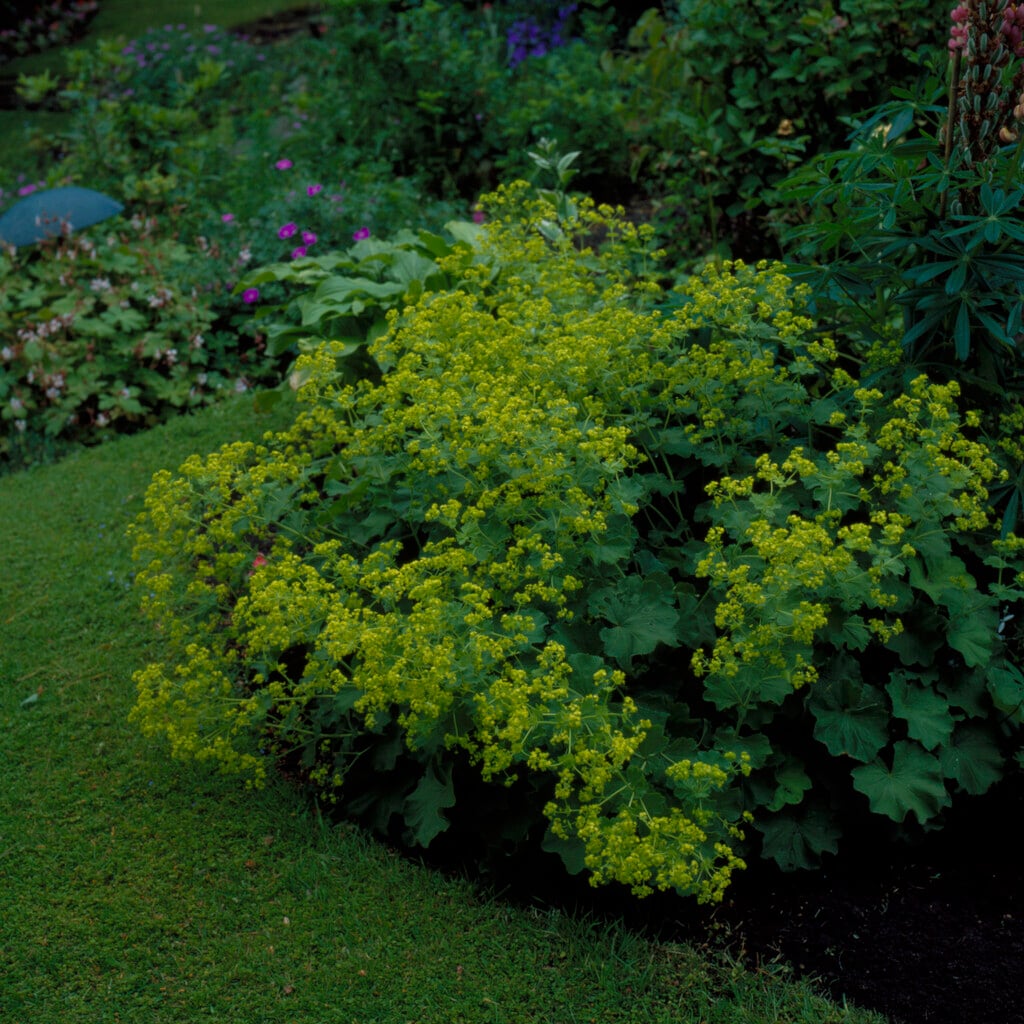 lady's mantle