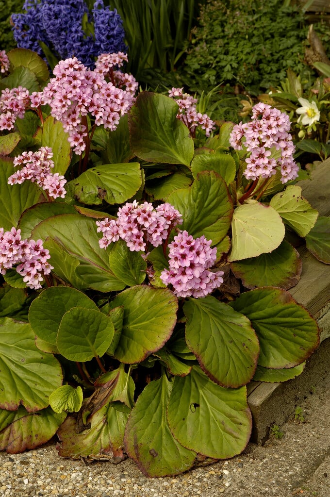 elephant's ears 'Purpurea'