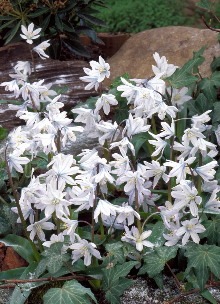 squill 'Tubergeniana'