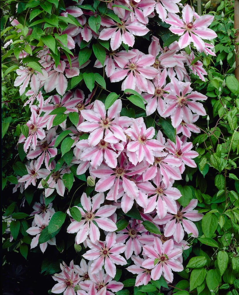 clematis 'Nelly Moser'