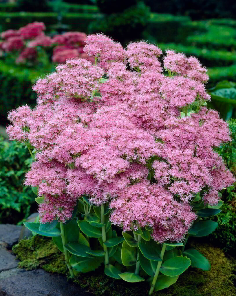 ice plant 'Brilliant'