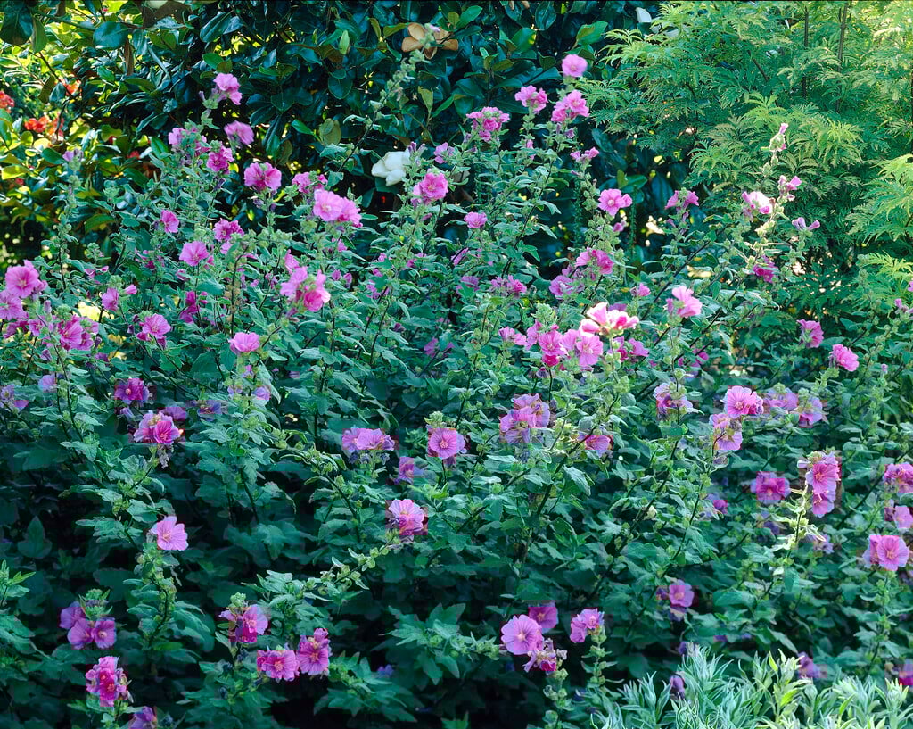 tree mallow 'Bredon Springs'
