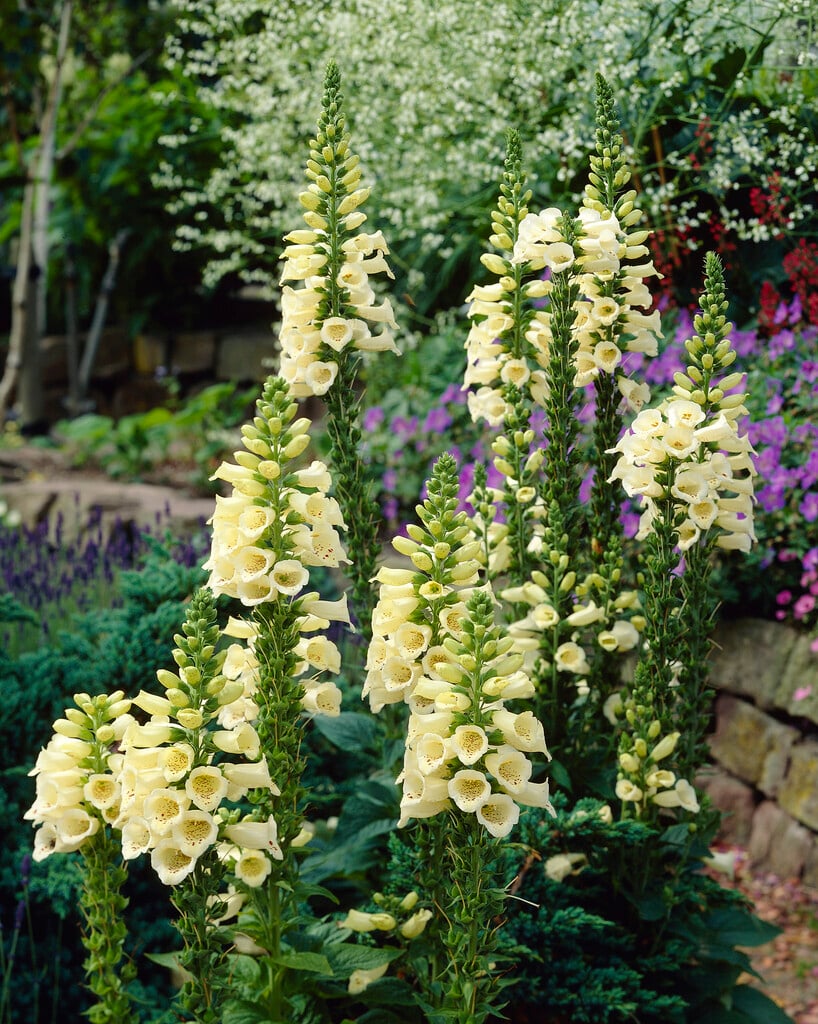 large yellow foxglove