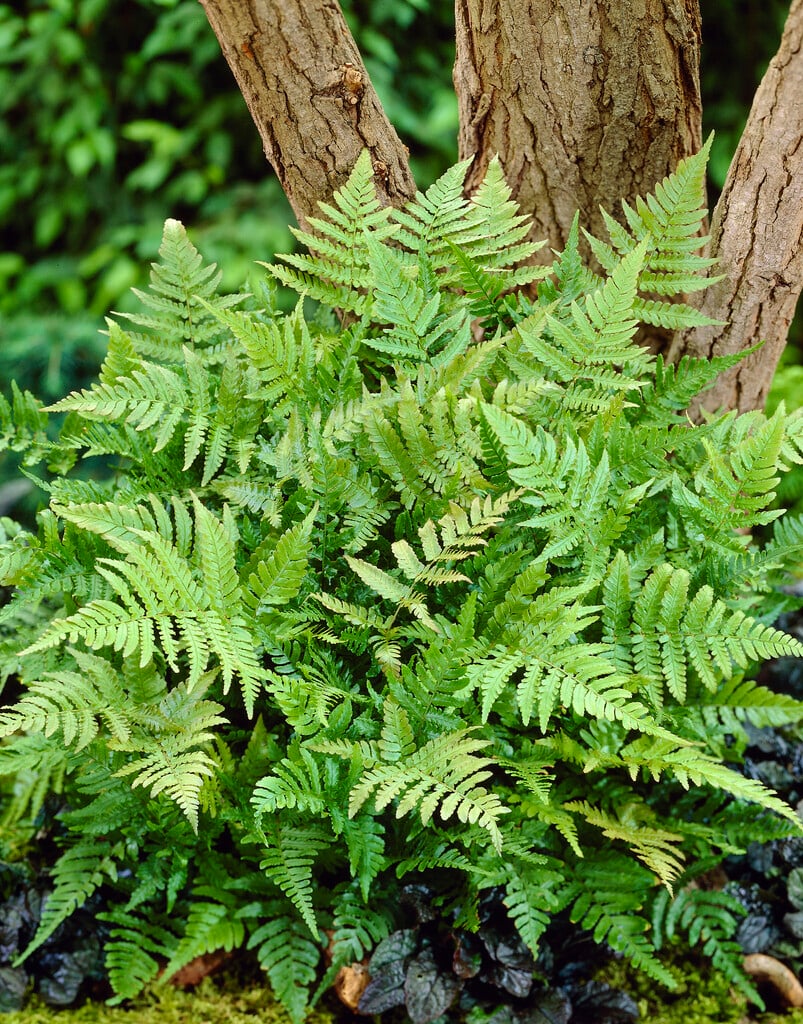 copper shield fern