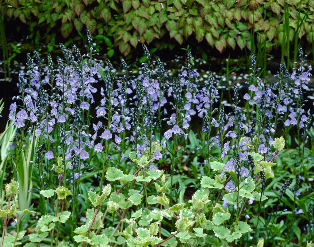 gentian speedwell