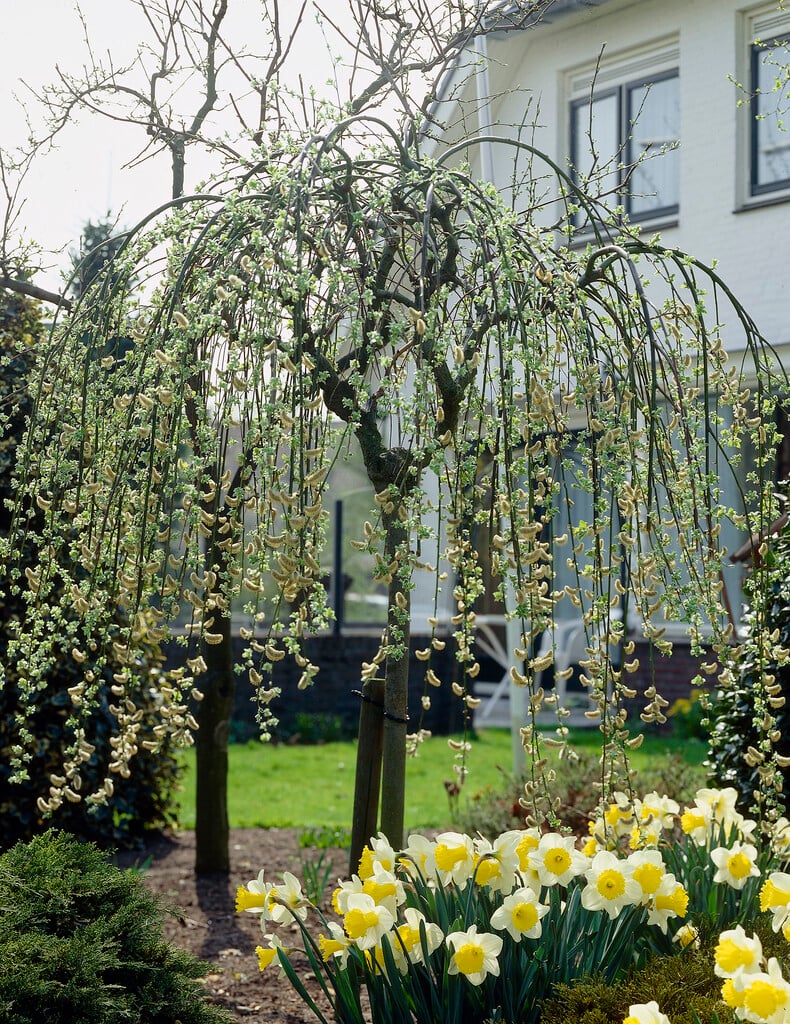Kilmarnock willow