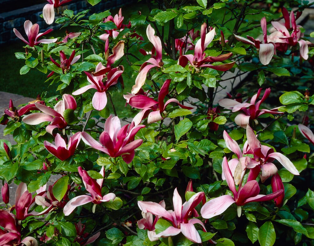black lily magnolia