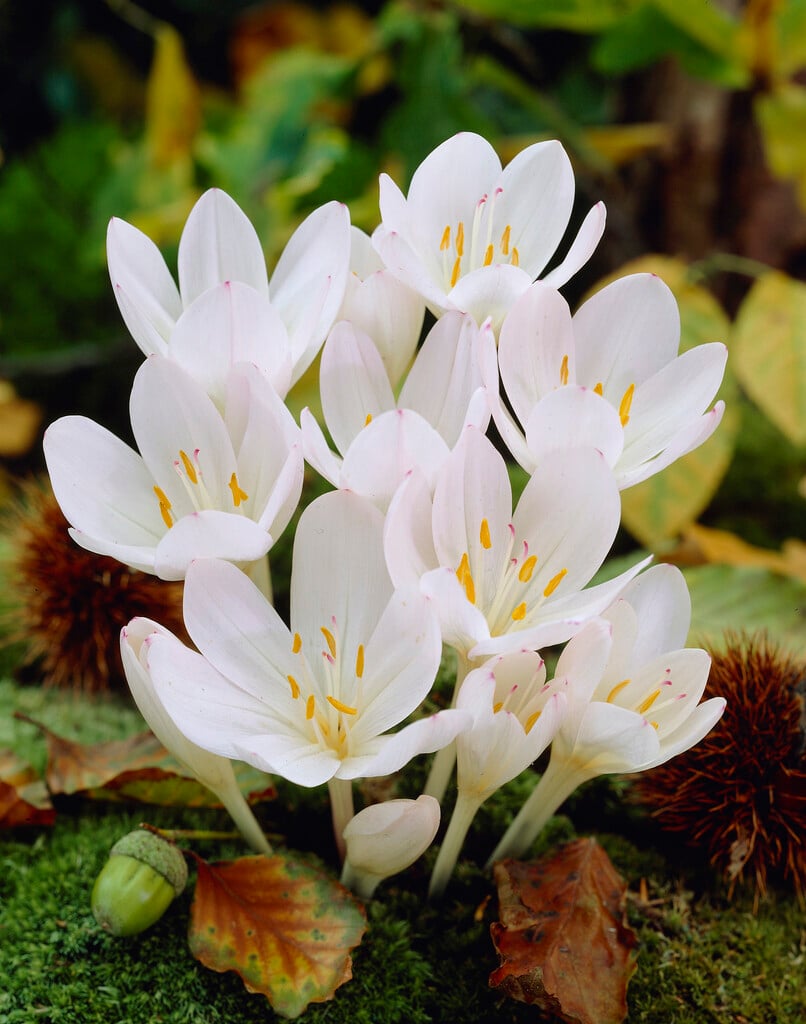 Byzantine meadow saffron 'Innocence'