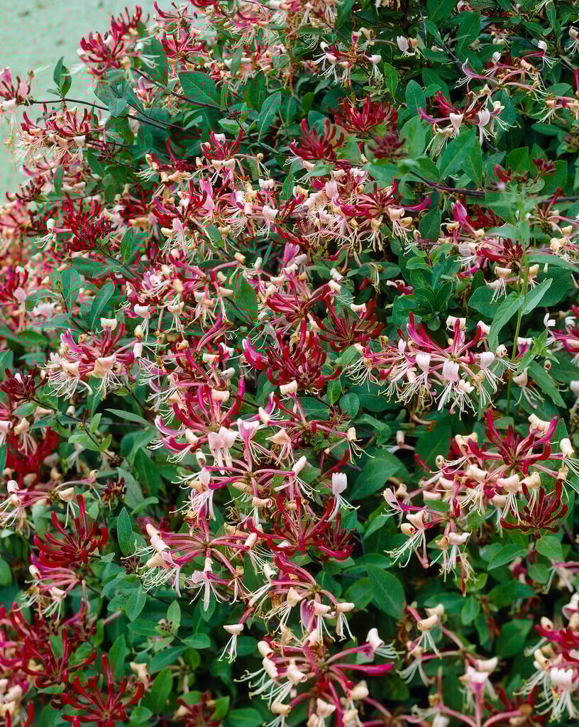 late Dutch honeysuckle