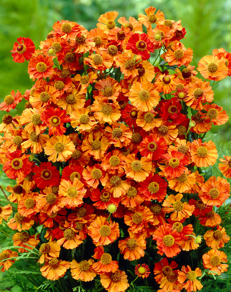 sneezeweed 'Karneol'