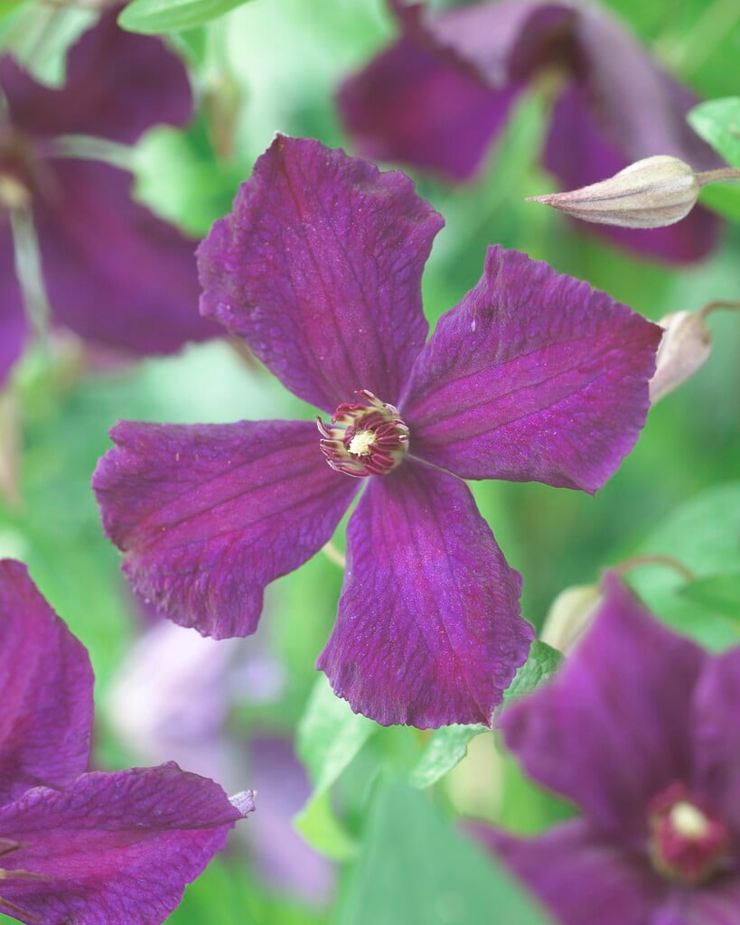 clematis 'Polish Spirit'