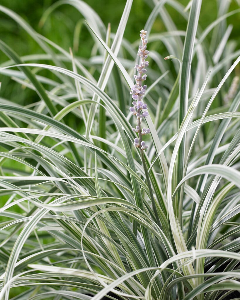 spiked lilyturf 'Gin-ryu'