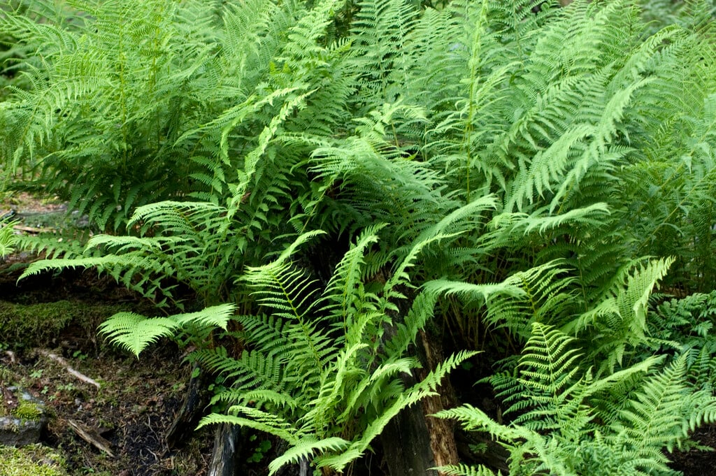 lady fern
