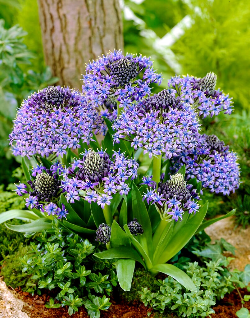 Portuguese squill