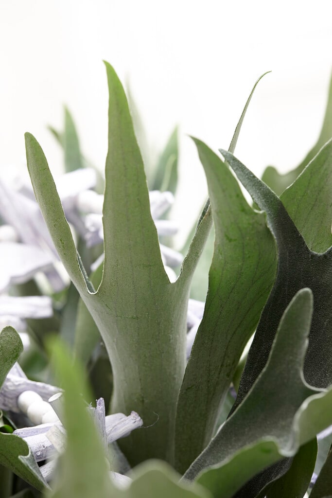 common staghorn fern