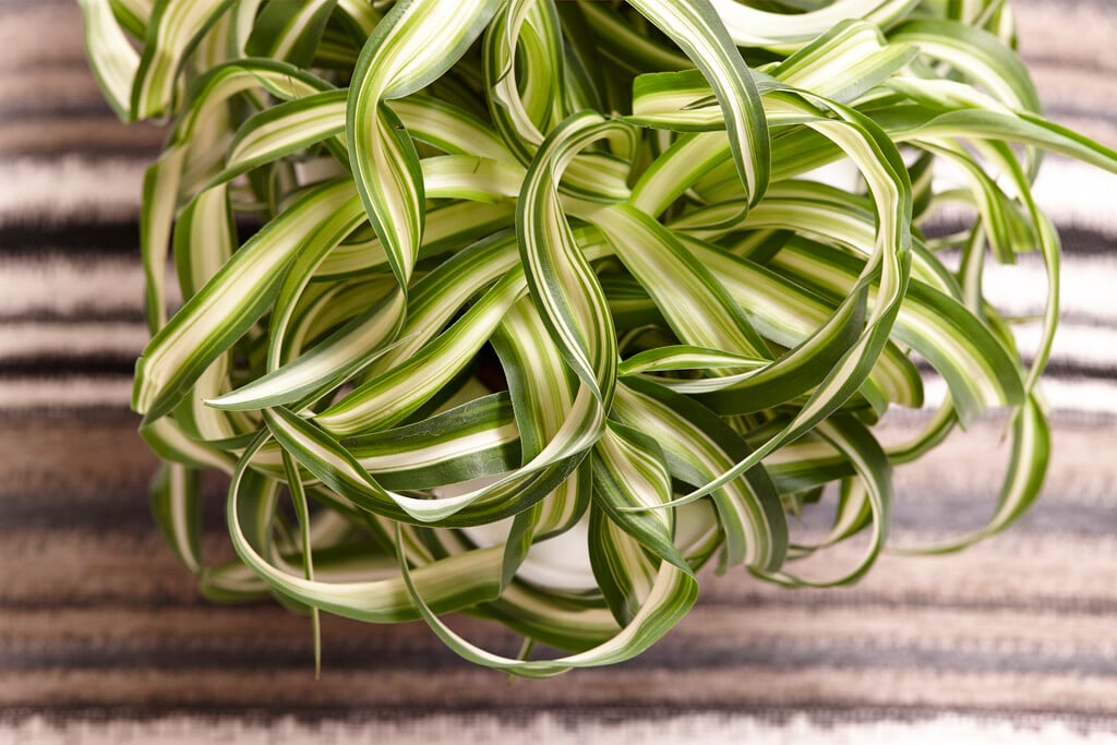 spider plant 'Bonnie'
