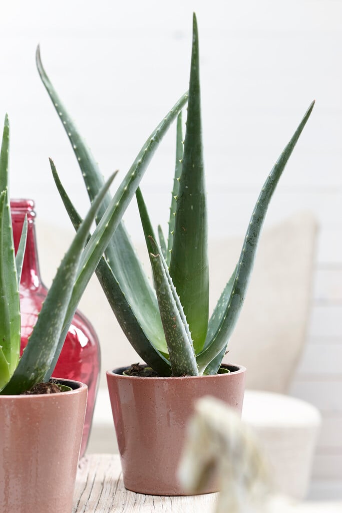 Barbados aloe
