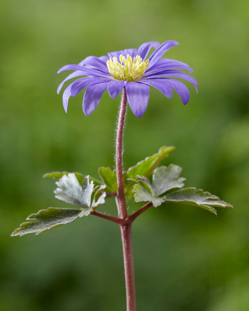 blue-flowered winter windflower