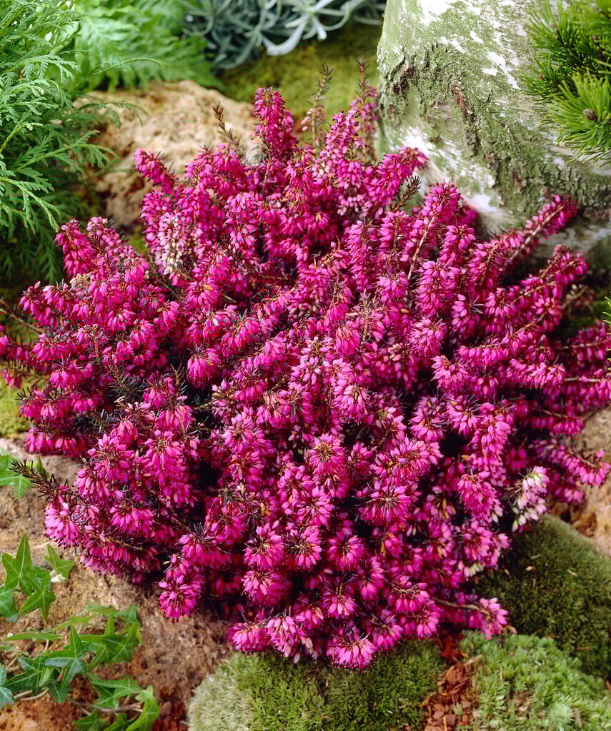 heather 'Myretoun Ruby'