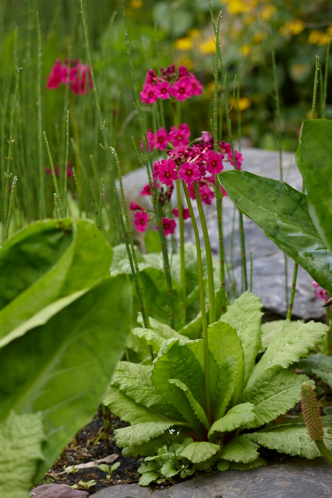Japanese primrose 'Miller's Crimson'