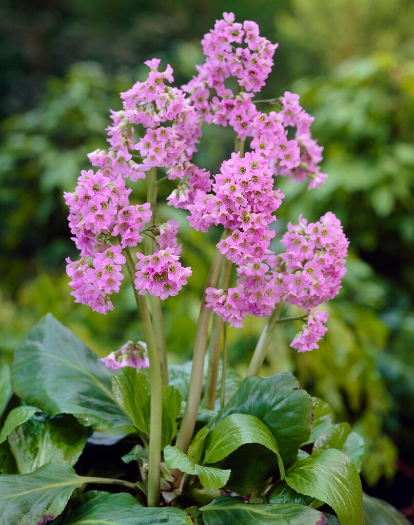 purple bergenia