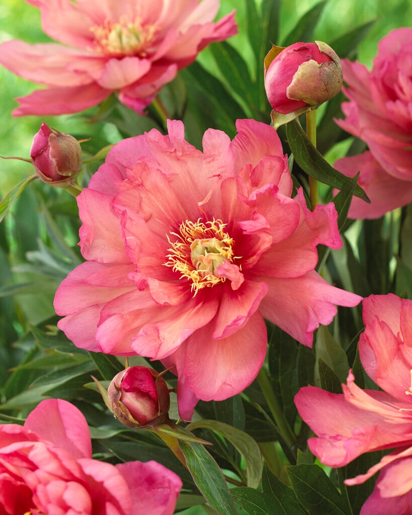 peony 'Hillary'