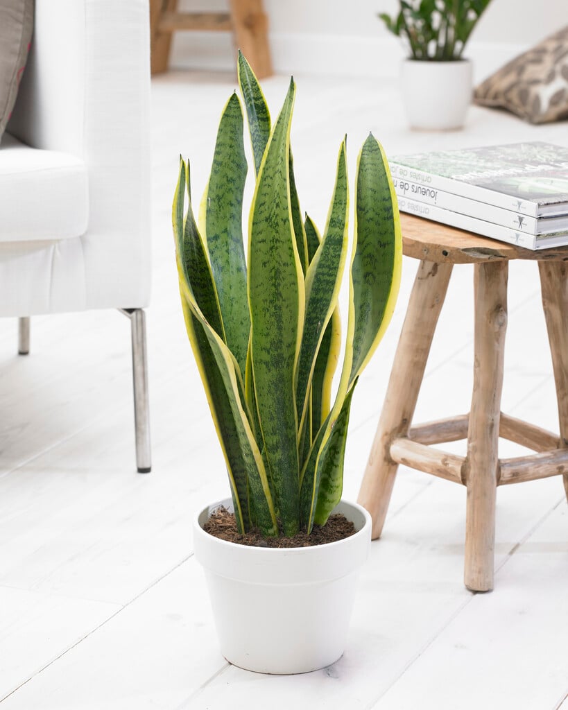 variegated snake plant