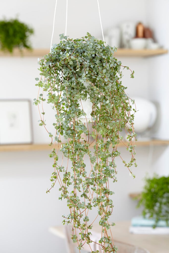Plant image